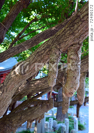 銘木なる秩父神社の乳銀杏 72490172