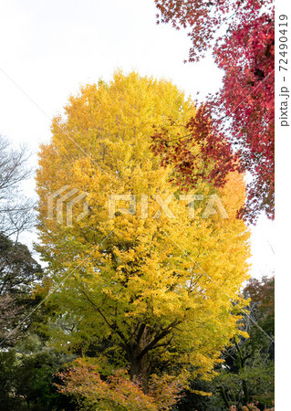 東京の紅葉　東京都豊島区　日本 72490419