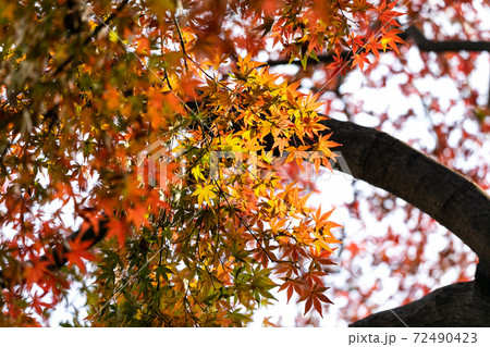 東京の紅葉 東京都豊島区 日本 東京の紅葉 東京都豊島区 日本 72490423