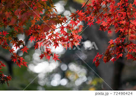 東京の紅葉 東京都豊島区 日本 東京の紅葉 東京都豊島区 日本 72490424