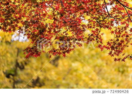 東京の紅葉　東京都豊島区　日本 72490426