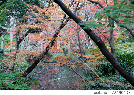 東京の紅葉　東京都豊島区　日本 72490433