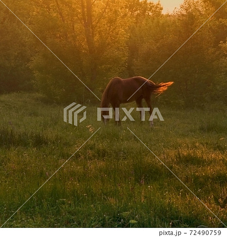 horse on pasture 72490759