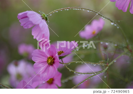 ピンクのコスモスと水滴の写真素材