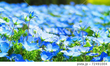 ネモフィラ インシグニスブルーの花のある風景の写真素材