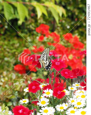 赤い花の蜜を吸うアゲハ蝶の写真素材