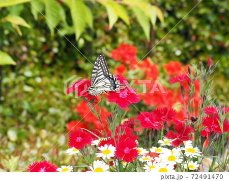 赤い花の蜜を吸うアゲハ蝶の写真素材