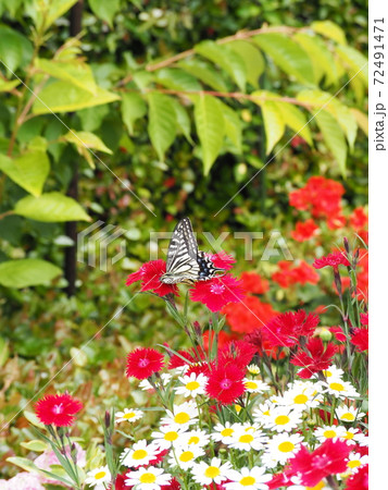 赤い花の蜜を吸うアゲハ蝶の写真素材