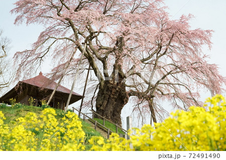 上石(あげいし)の不動サクラと菜の花 上石(あげいし)の不動サクラと菜の花 72491490