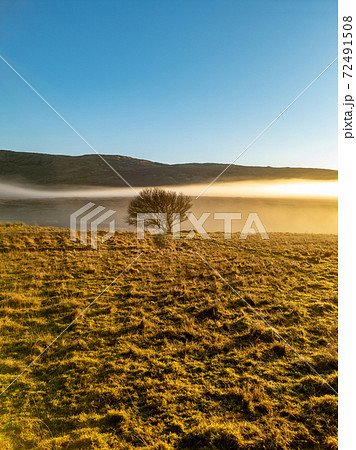 Beautiful lonely tree in the fog in County Donegal - Ireland Beautiful lonely tree in the fog in County Donegal - Ireland 72491508