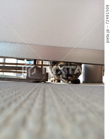 家政猫は見た！ 72491509