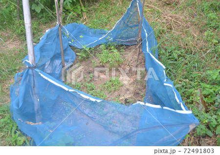 The blue net separates the vegetable plots. The blue net separates the vegetable plots. 72491803
