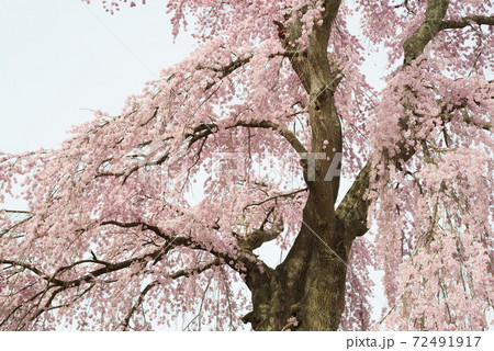 福島県 三春町の法華寺の桜 72491917