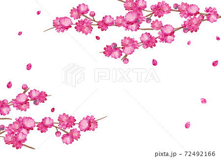 Peach Blossom spring flower hinamatsuri 72492166
