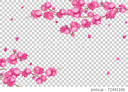 Peach Blossom spring flower hinamatsuri 72492166