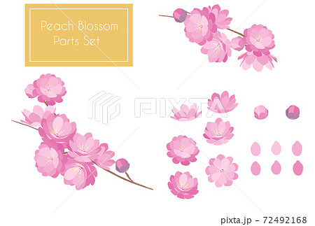 Peach Blossom spring flower hinamatsuri 72492168