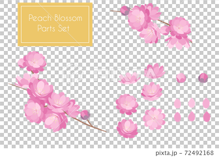 Peach Blossom spring flower hinamatsuri 72492168