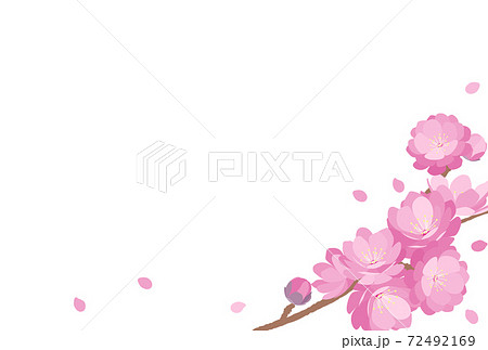Peach Blossom spring flower hinamatsuri Peach Blossom spring flower hinamatsuri 72492169