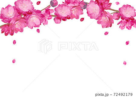 Peach Blossom spring flower hinamatsuri 72492179