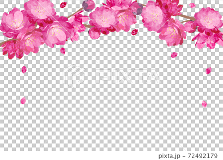 Peach Blossom spring flower hinamatsuri 72492179