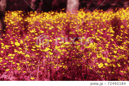 Magical infrared meadow Magical infrared meadow 72493184