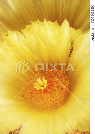 Cactus flowers Cactus flowers 72493186