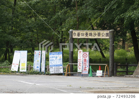 2020年初夏の巾着田にて 72493206