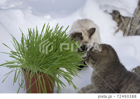 Green grass in a flowerpot. Cat eating grass useful Green grass in a flowerpot. Cat eating grass useful 72493388