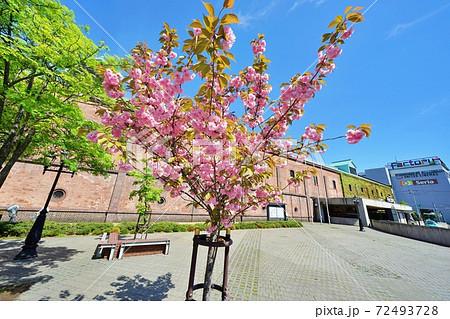 サッポロファクトリーレンガ館前 西広場の桜の写真素材