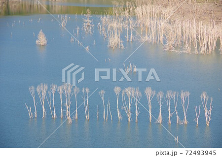 北海道夕張市 シューパロ湖の立ち枯れの樹木 北海道夕張市 シューパロ湖の立ち枯れの樹木 72493945