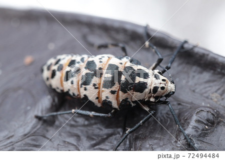 チャバネフユエダシャクのメス 72494484