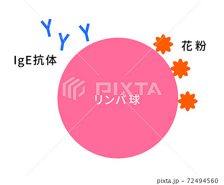 花粉症・アレルギーのメカニズム　リンパ球 72494560