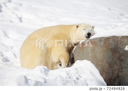 ホッキョクグマ 72494826