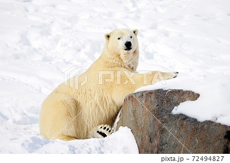 ホッキョクグマ 72494827
