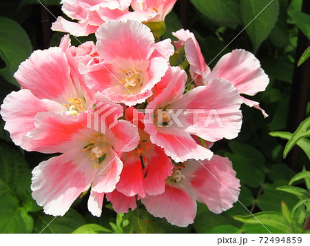 5 6月の春に咲く薄桃色の花 ゴデチア 色待宵草 の写真素材