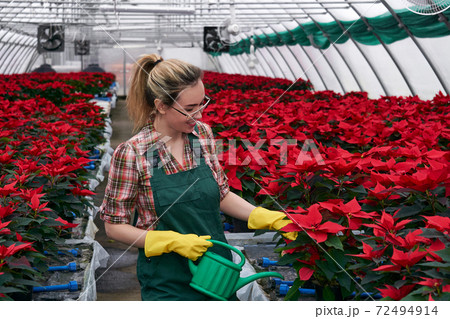 hands of a female gardener in a greenhouse takes care of poinsettia flowers, adding fertilizing to the soil 72494914