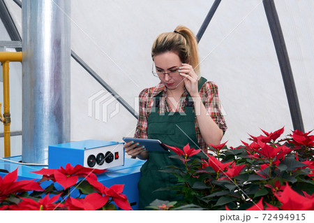 woman agricultural engineer works with equipment in a flower greenhouse where poinsettia grow 72494915