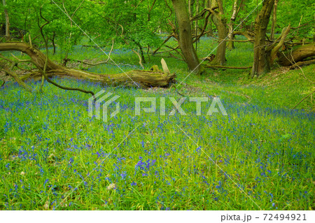 ブルーベルの森 イギリス 紫の花 イングリッシュブルーベルの写真素材