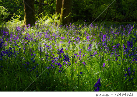 ブルーベルの森 イギリス 紫の花 イングリッシュブルーベルの写真素材