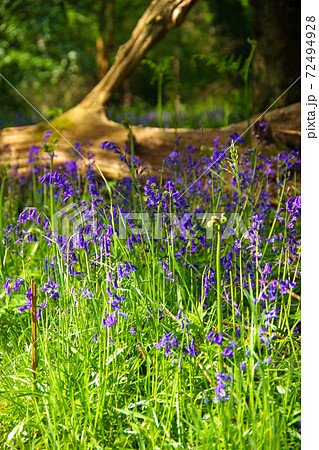 ブルーベルの森 イギリス 紫の花 イングリッシュブルーベルの写真素材