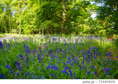 ブルーベルの森 イギリス 紫の花 イングリッシュブルーベルの写真素材