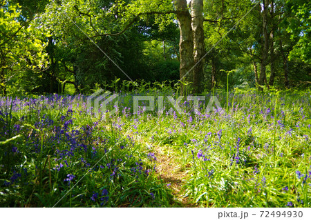 ブルーベルの森 イギリス 紫の花 イングリッシュブルーベルの写真素材