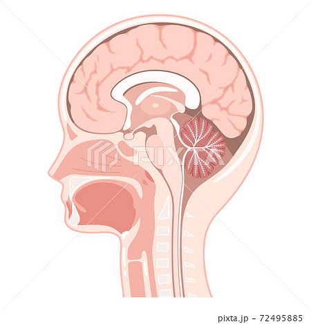正中矢状断のイラスト 頭部 脳と口腔のイラスト素材