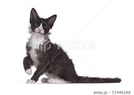 Choc with white LaPerm cat on white background 72496260