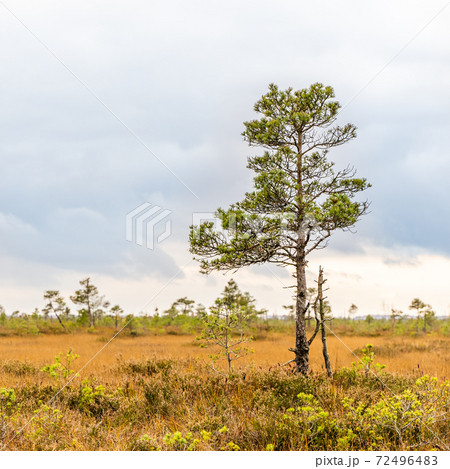 Swamp landscape with pine trees, stock photo Swamp landscape with pine trees, stock photo 72496483