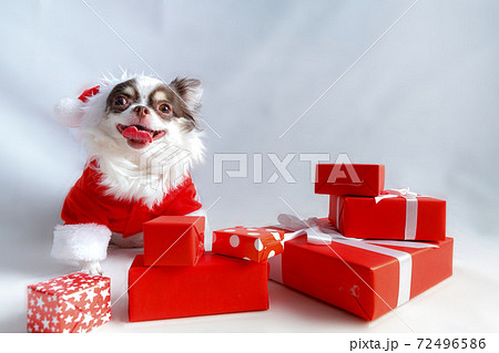 Chihuahua dog wearing a red christmas santa costume with gift box and looks at camera. Chihuahua dog wearing a red christmas santa costume with gift box and looks at camera. 72496586