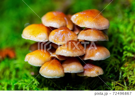 Macro Image of Canadian Nature 72496867