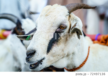 Goat market in Nizwa 72497136