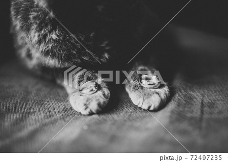 Two golden wedding rings isolated background concept Two golden wedding rings isolated background concept 72497235