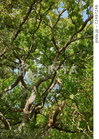 Spring Green Leaves 72497246
